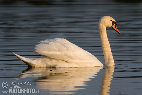 Labuť veľká (Cygnus olor)