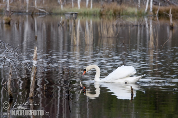 Labuť velká (Cygnus olor)