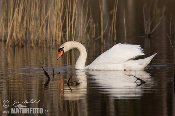 Labuť velká (Cygnus olor)