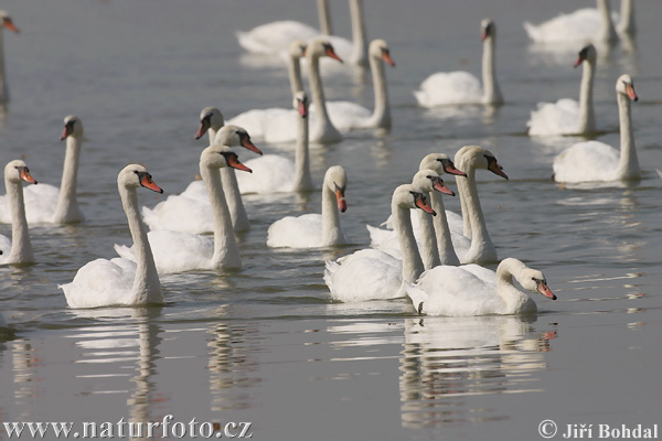 Labuť veľká (Cygnus olor)