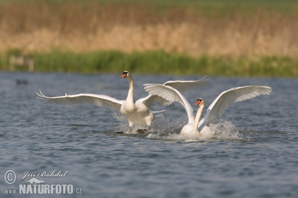 Labuť velká (Cygnus olor)