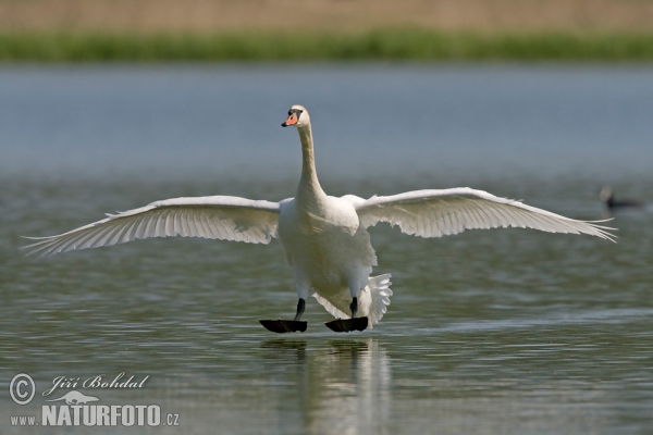 Labuť velká (Cygnus olor)