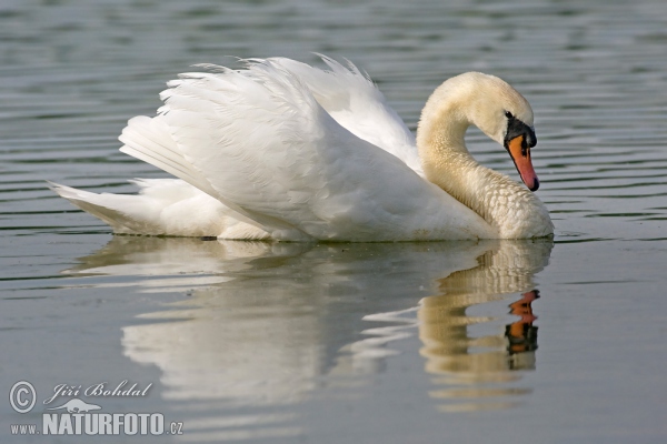 Labuť velká (Cygnus olor)