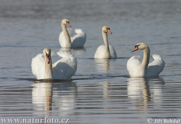 Labuť veľká (Cygnus olor)