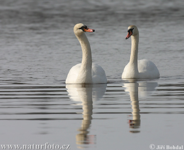 Labuť veľká (Cygnus olor)