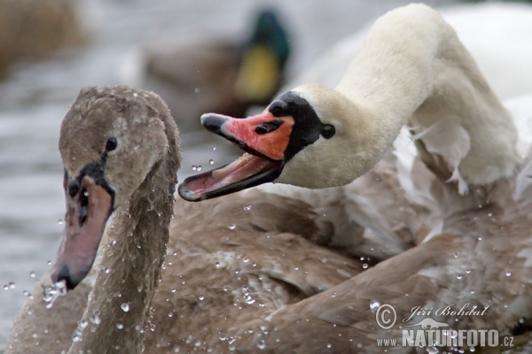 Labuť veľká (Cygnus olor)