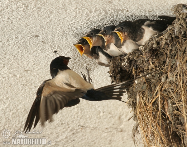 Lastovička domová obyčajná (Hirundo rustica)