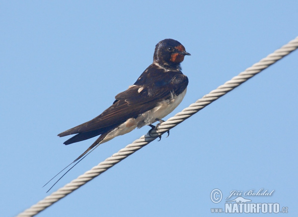 Lastovička domová obyčajná (Hirundo rustica)