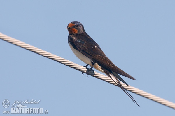 Lastovička domová obyčajná (Hirundo rustica)