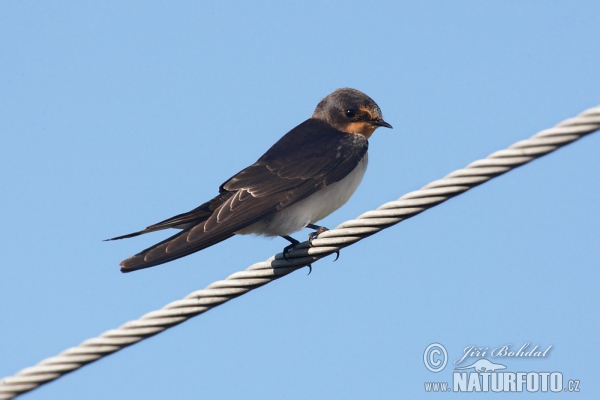 Lastovička domová obyčajná (Hirundo rustica)