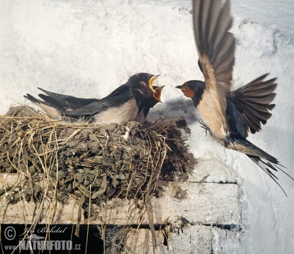 Lastovička domová obyčajná (Hirundo rustica)