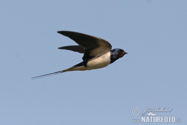 Lastovička domová obyčajná (Hirundo rustica)