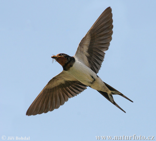 Lastovička domová obyčajná (Hirundo rustica)