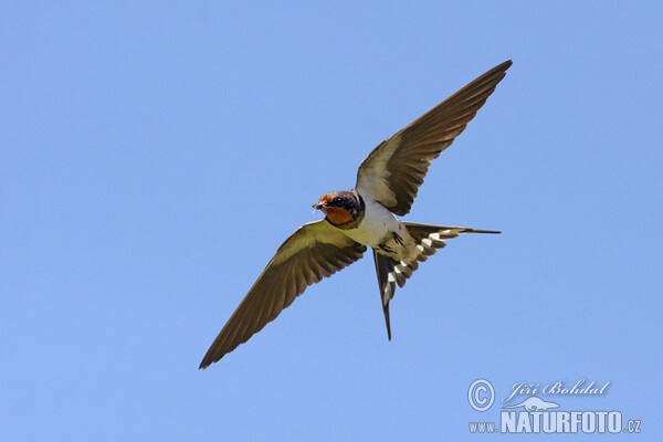 Lastovička domová obyčajná (Hirundo rustica)