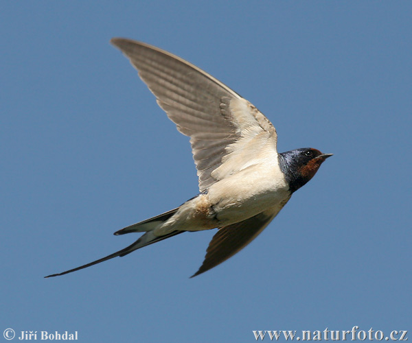 Lastovička domová obyčajná (Hirundo rustica)