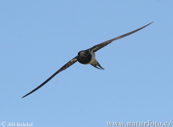 Lastovička domová obyčajná (Hirundo rustica)