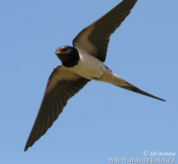 Lastovička domová obyčajná (Hirundo rustica)