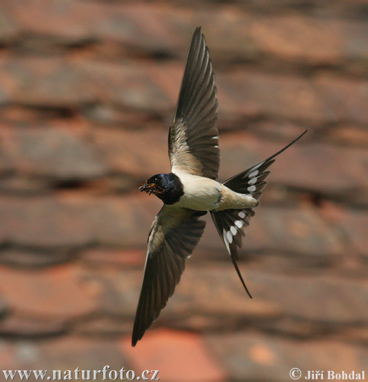 Lastovička domová obyčajná (Hirundo rustica)