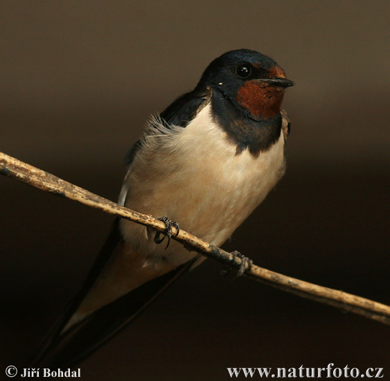 Lastovička domová obyčajná (Hirundo rustica)