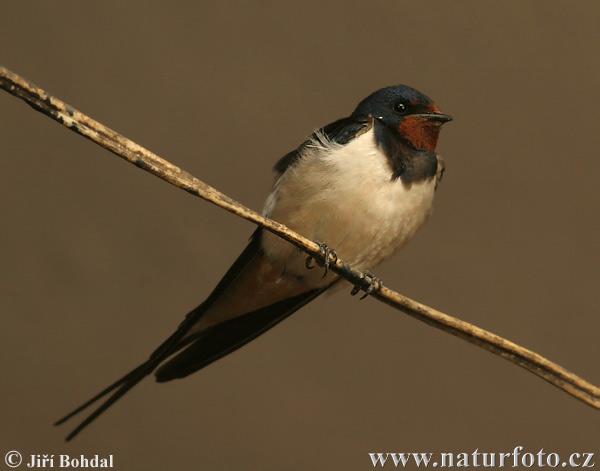 Lastovička domová obyčajná (Hirundo rustica)