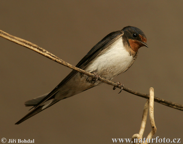 Lastovička domová obyčajná (Hirundo rustica)