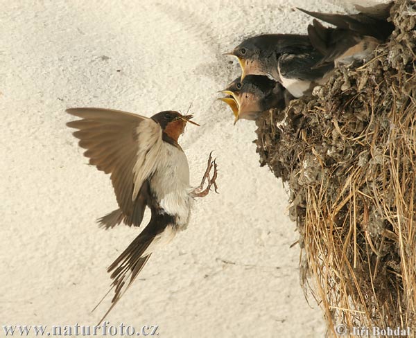 Lastovička domová obyčajná (Hirundo rustica)