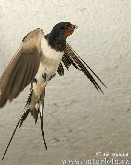 Lastovička domová obyčajná (Hirundo rustica)