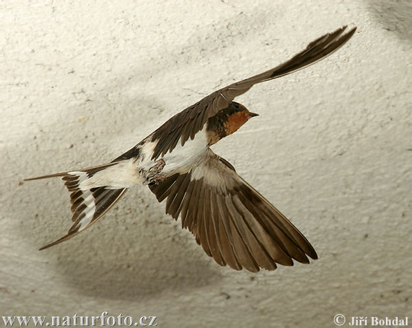 Lastovička domová obyčajná (Hirundo rustica)