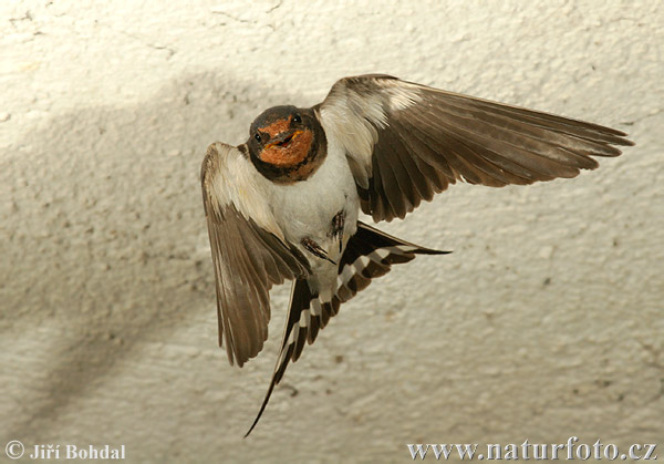 Lastovička domová obyčajná (Hirundo rustica)