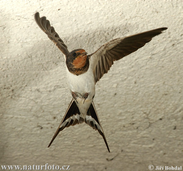 Lastovička domová obyčajná (Hirundo rustica)