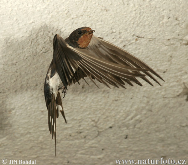 Lastovička domová obyčajná (Hirundo rustica)