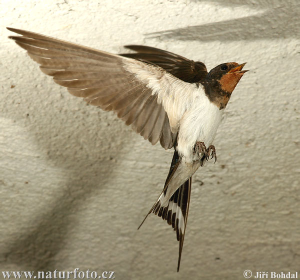 Lastovička domová obyčajná (Hirundo rustica)