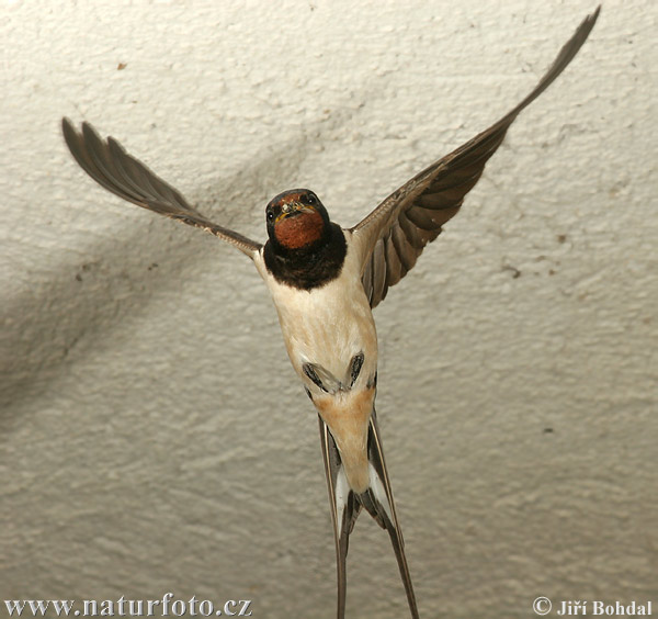 Lastovička domová obyčajná (Hirundo rustica)