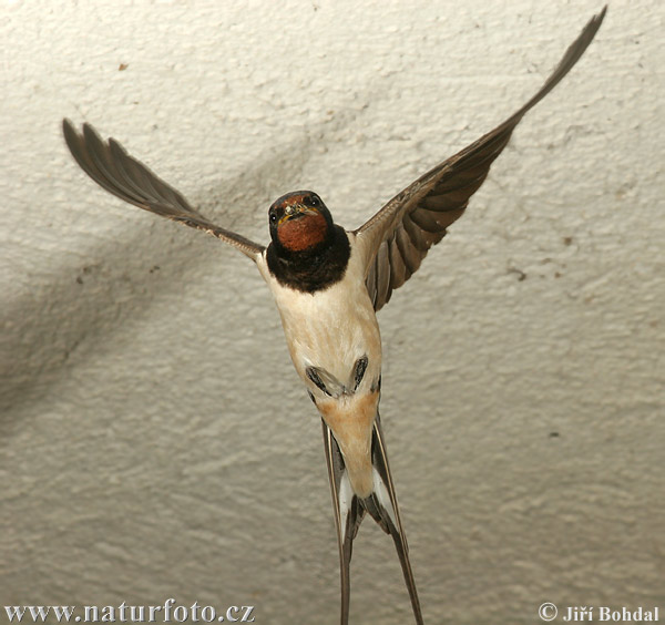 Lastovička domová obyčajná (Hirundo rustica)