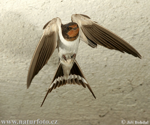 Lastovička domová obyčajná (Hirundo rustica)