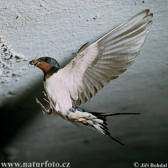 Lastovička domová obyčajná (Hirundo rustica)