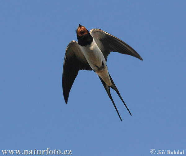 Lastovička domová obyčajná (Hirundo rustica)