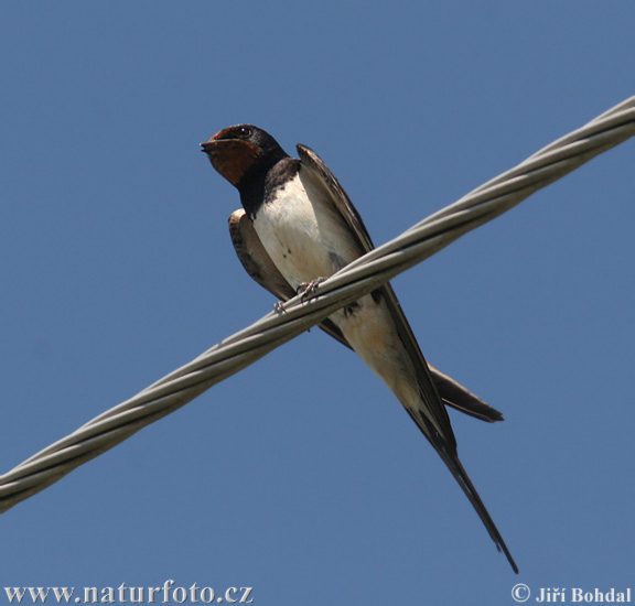 Lastovička domová obyčajná (Hirundo rustica)