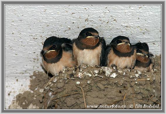 Lastovička domová obyčajná (Hirundo rustica)