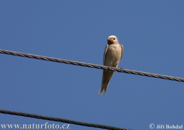 Lastovička domová obyčajná (Hirundo rustica)