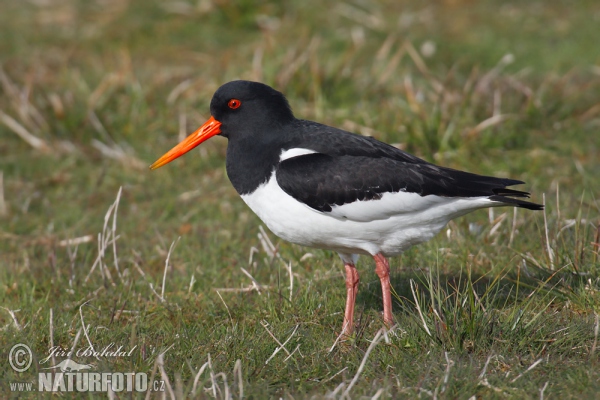 Lastúrničiar strakatý (Haematopus ostralegus)