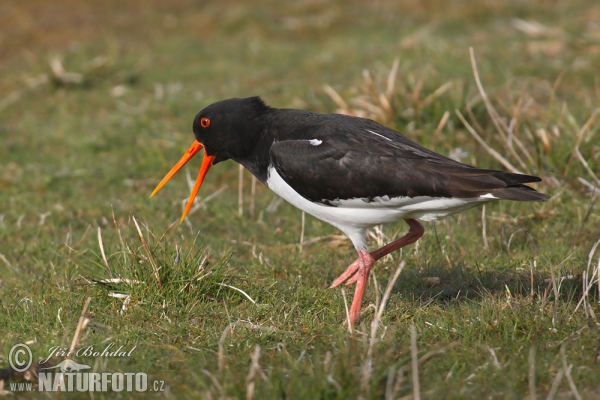 Lastúrničiar strakatý (Haematopus ostralegus)