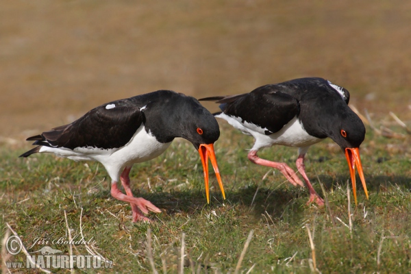 Lastúrničiar strakatý (Haematopus ostralegus)