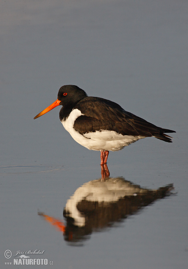 Lastúrničiar strakatý (Haematopus ostralegus)