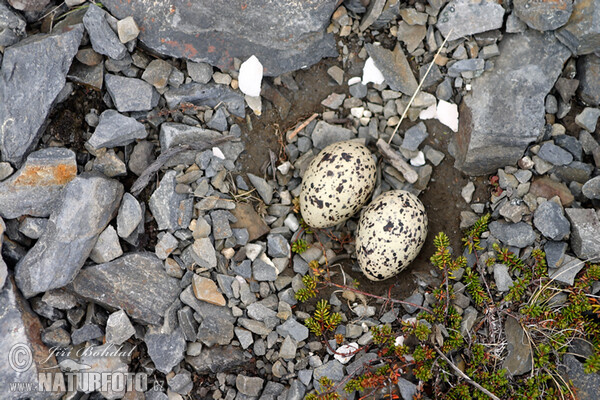 Lastúrničiar strakatý (Haematopus ostralegus)