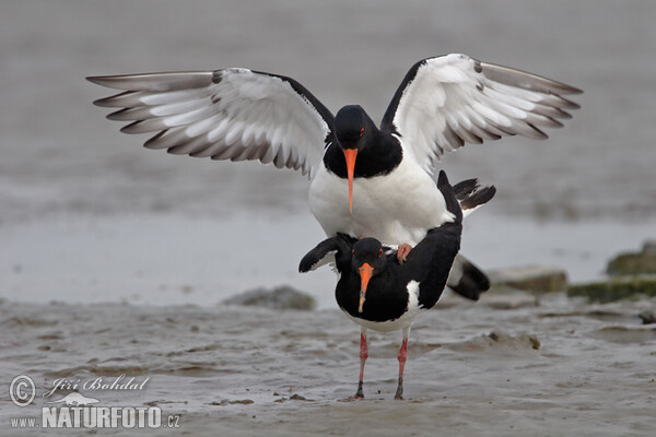 Lastúrničiar strakatý (Haematopus ostralegus)