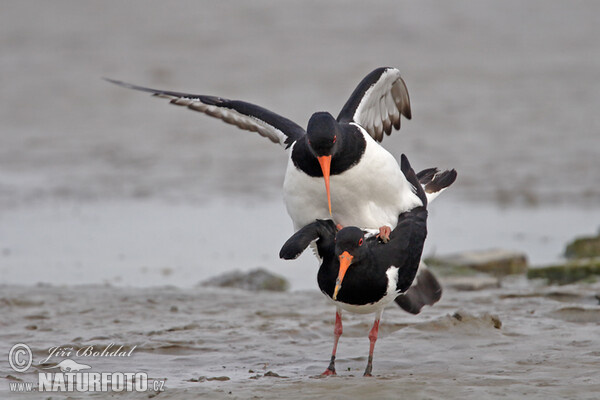 Lastúrničiar strakatý (Haematopus ostralegus)