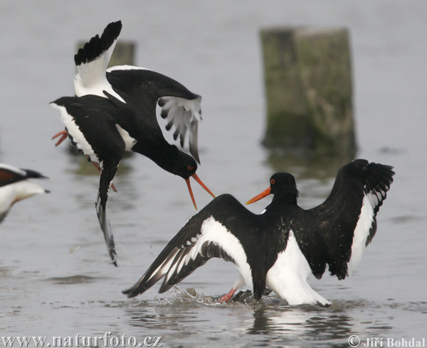 Lastúrničiar strakatý (Haematopus ostralegus)