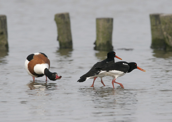 Lastúrničiar strakatý (Haematopus ostralegus)