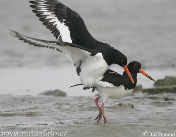 Lastúrničiar strakatý (Haematopus ostralegus)